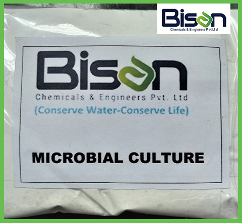 microbial culture
